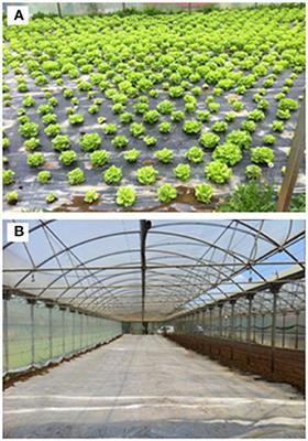 Biodisinfestation With Agricultural By-Products Developed Long-Term Suppressive Soils Against Meloidogyne incognita in Lettuce Crop